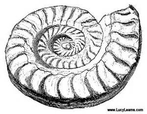 Ammonite coloring #15, Download drawings