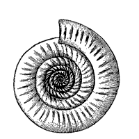 Ammonite coloring #10, Download drawings