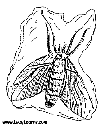 Fossil coloring #2, Download drawings