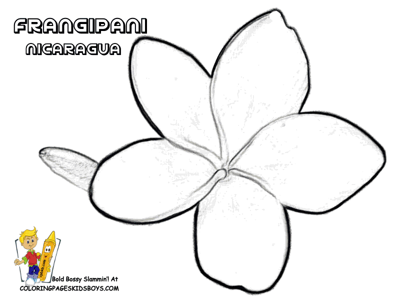 Frangipani coloring #5, Download drawings