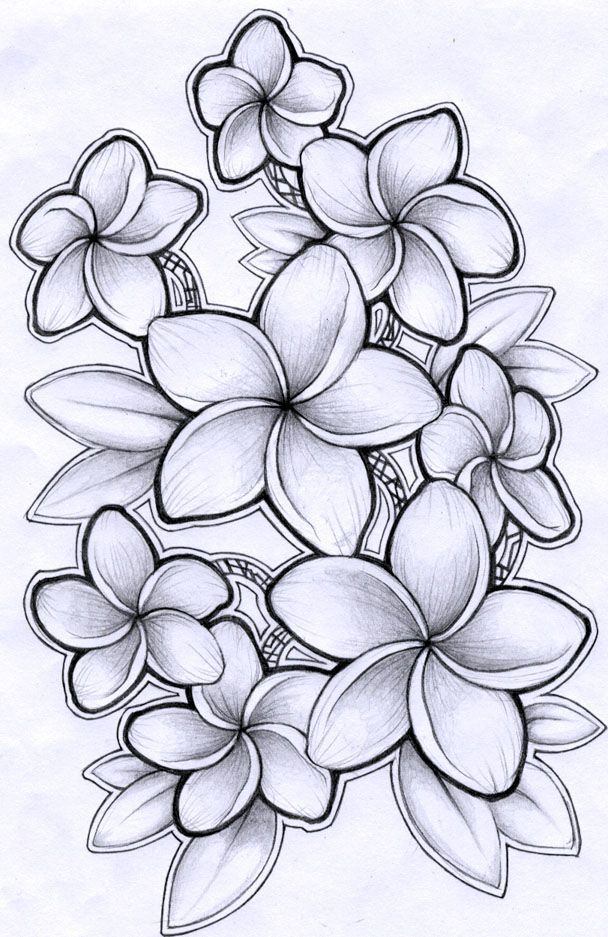 Frangipani coloring #10, Download drawings