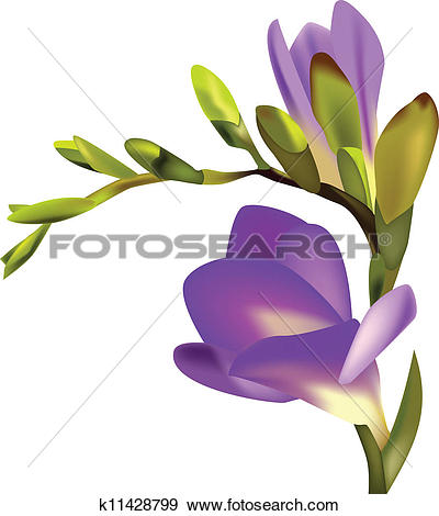 Freesia clipart #15, Download drawings