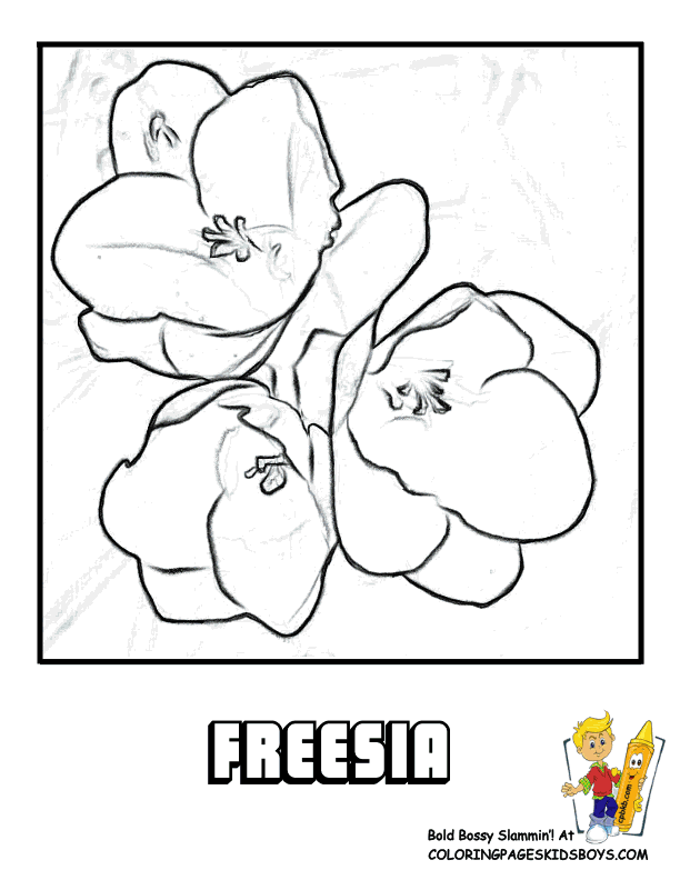 Freesia coloring #8, Download drawings