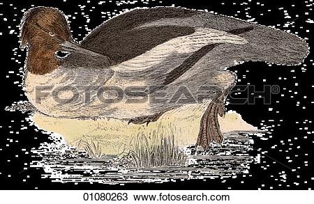 Freshwater Bird clipart #16, Download drawings