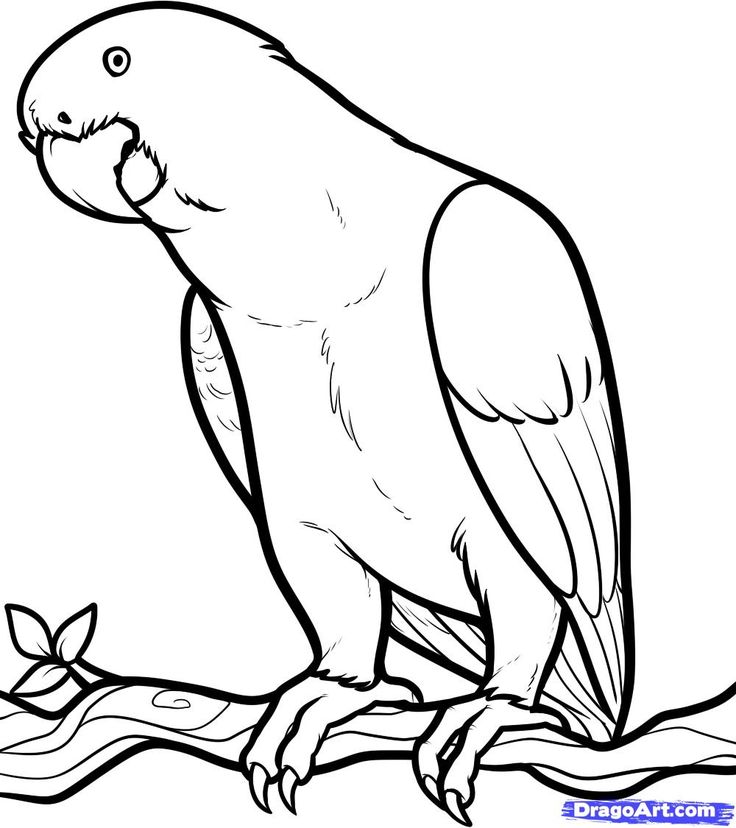 Freshwater Bird coloring #4, Download drawings