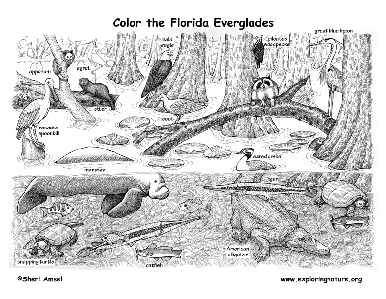 Freshwater Birds coloring #11, Download drawings