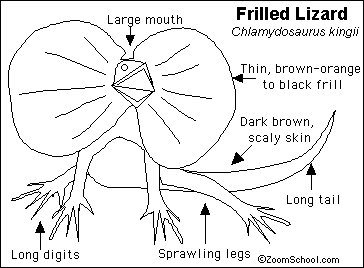 Frilled-neck Lizard coloring #8, Download drawings