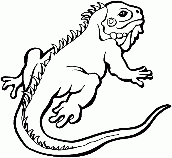 Lizard coloring #1, Download drawings
