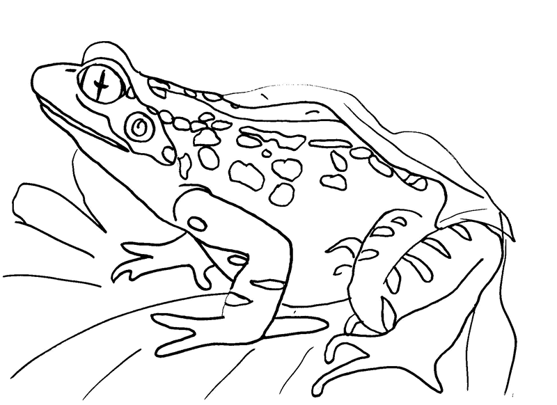 Frog coloring #12, Download drawings