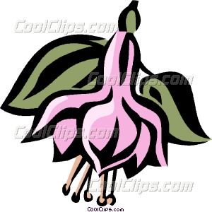 Fuchsia clipart #2, Download drawings