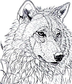 Fur coloring #14, Download drawings