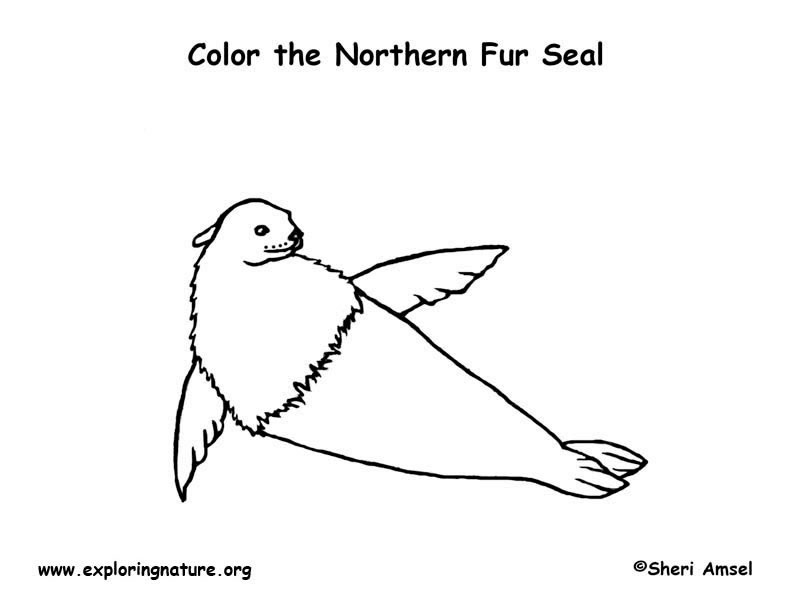 Fur coloring #11, Download drawings