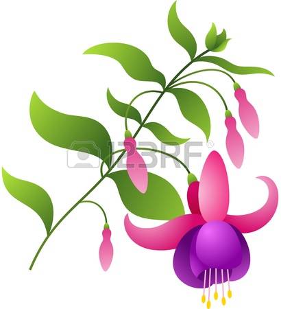 Fuchsia clipart #20, Download drawings