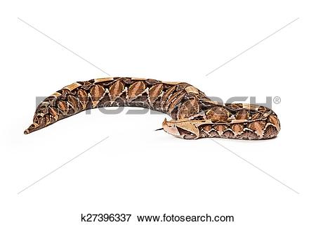 Gaboon Viper clipart #15, Download drawings
