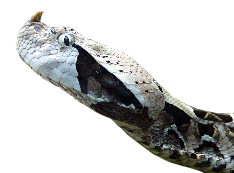 Gaboon Viper clipart #3, Download drawings