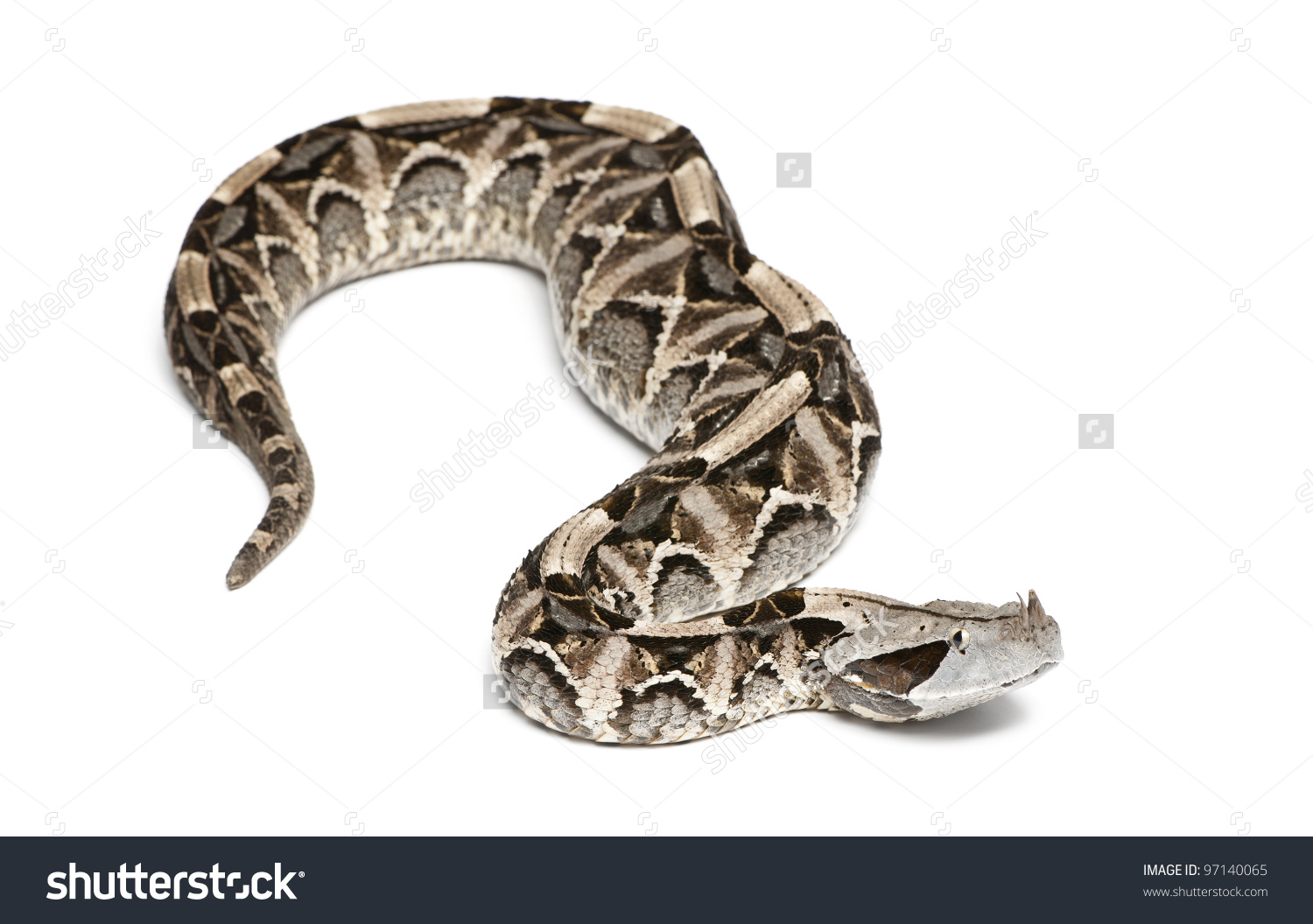 Gaboon Viper clipart #19, Download drawings