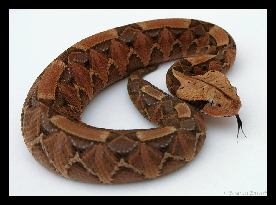 Gaboon Viper clipart #14, Download drawings