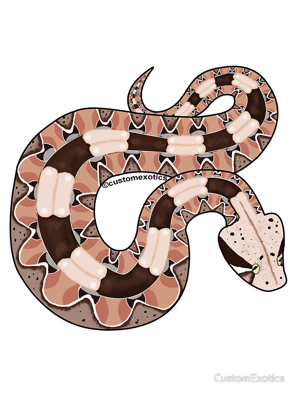 Gaboon Viper clipart #20, Download drawings