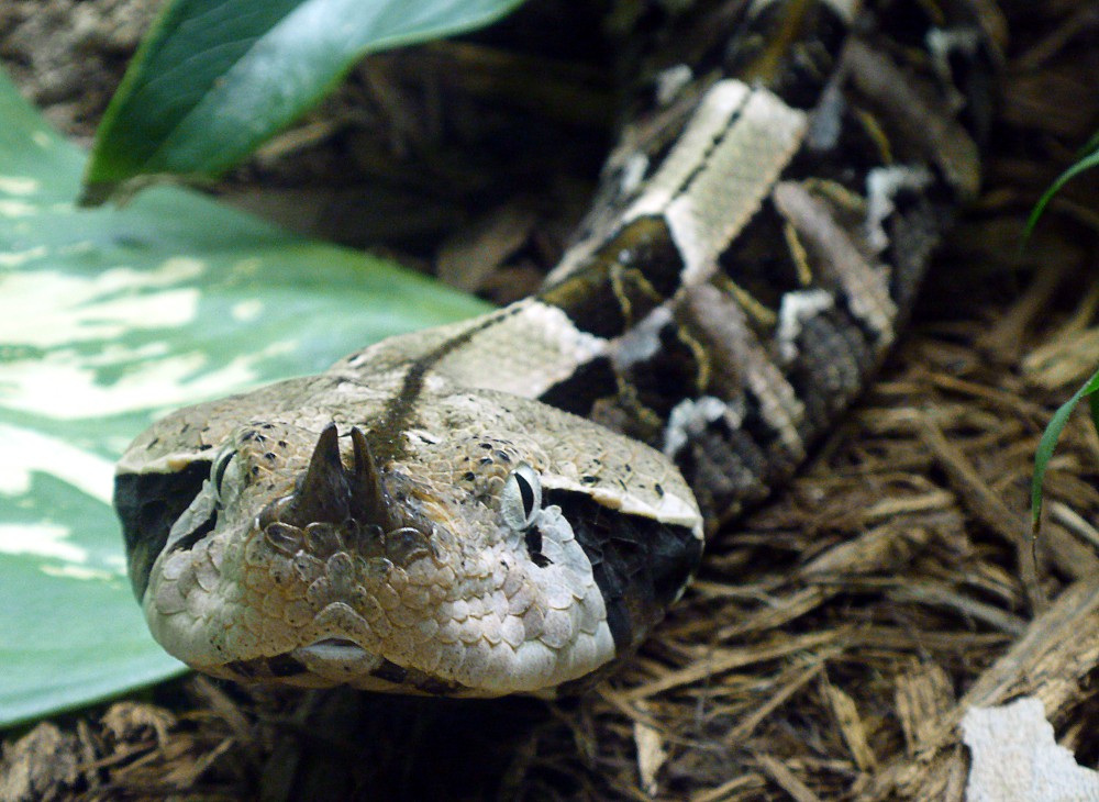 Gaboon Viper clipart #8, Download drawings
