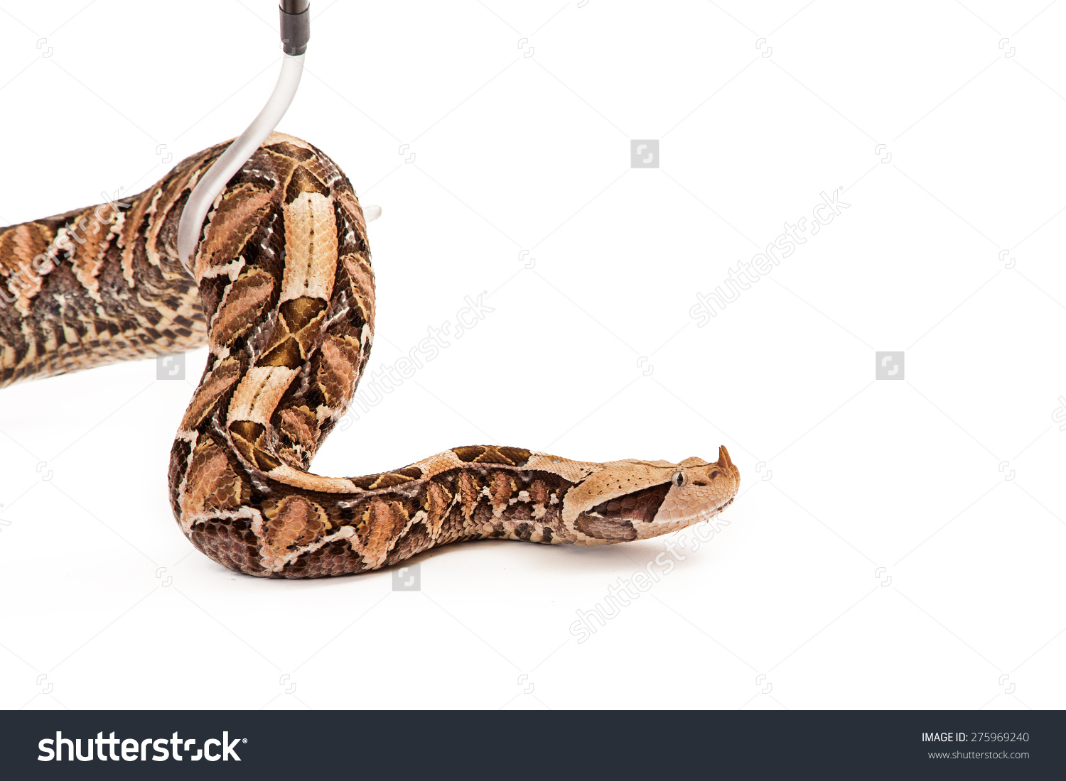 Gaboon Viper clipart #5, Download drawings