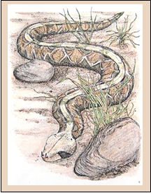 Gaboon Viper coloring #3, Download drawings