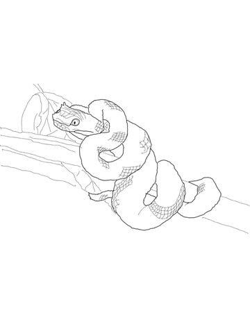 Gaboon Viper coloring #10, Download drawings