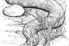 Gaboon Viper coloring #4, Download drawings