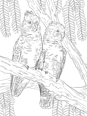 Major Mitchell's Cockatoo coloring #9, Download drawings