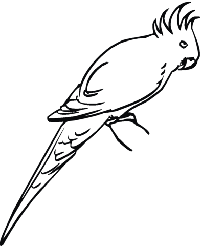 White Cockatoo coloring #2, Download drawings