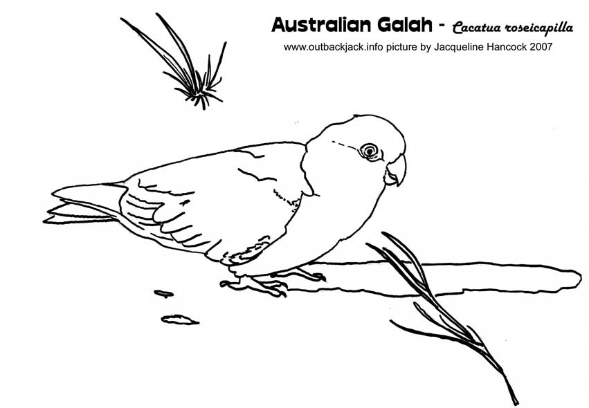 Galah coloring #5, Download drawings