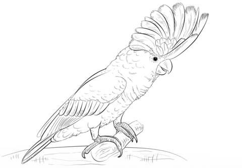 Sulphur-crested Cockatoo coloring #13, Download drawings