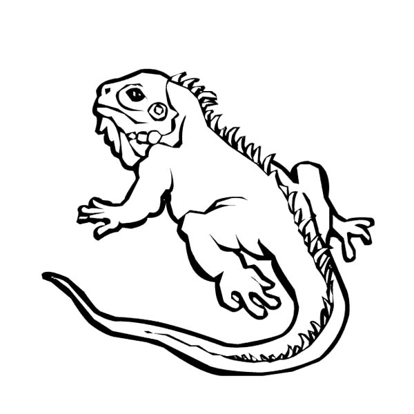 Iguana coloring #16, Download drawings
