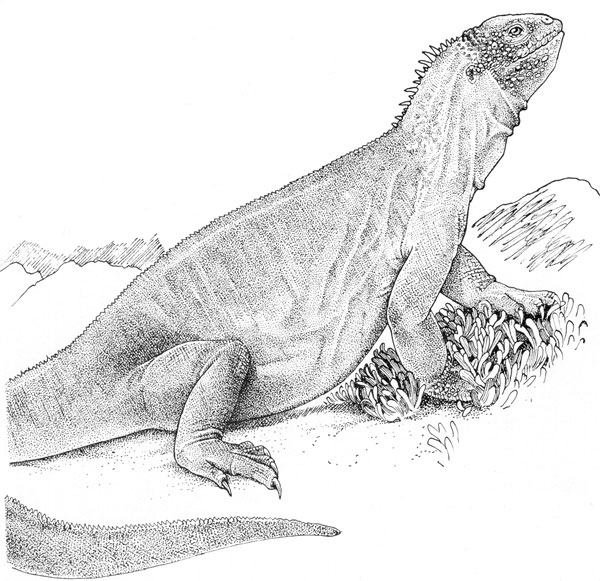 Galapagos Land Iguana coloring #7, Download drawings