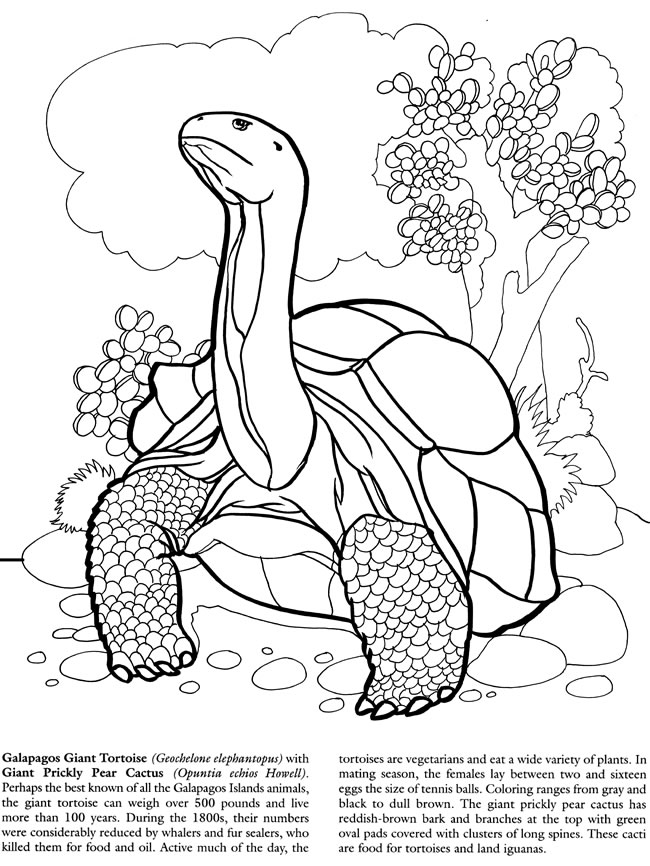 Giant Tortoise coloring #19, Download drawings