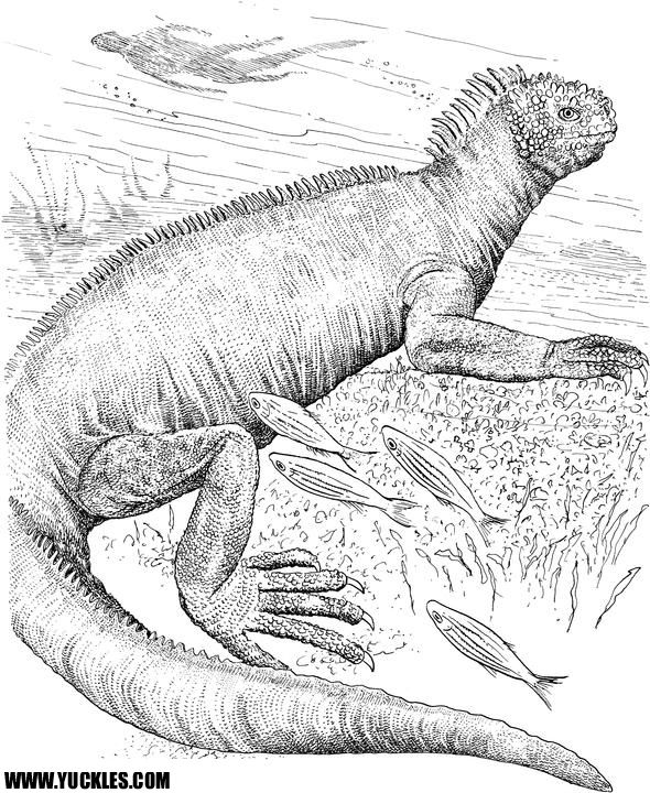 Galapagos Land Iguana coloring #1, Download drawings