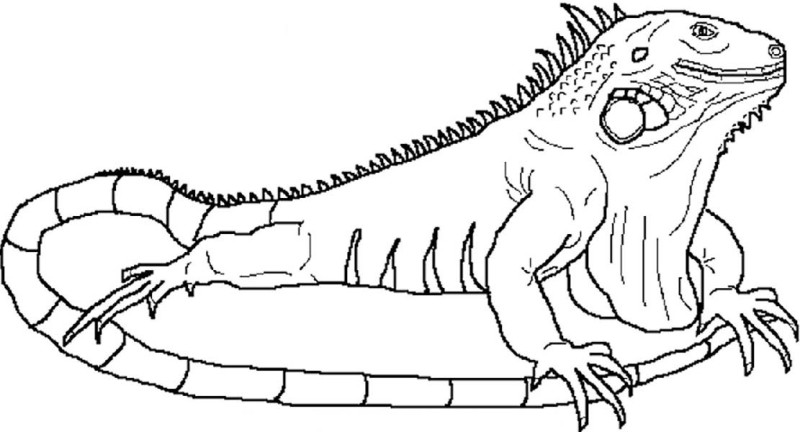Galapagos Land Iguana coloring #15, Download drawings