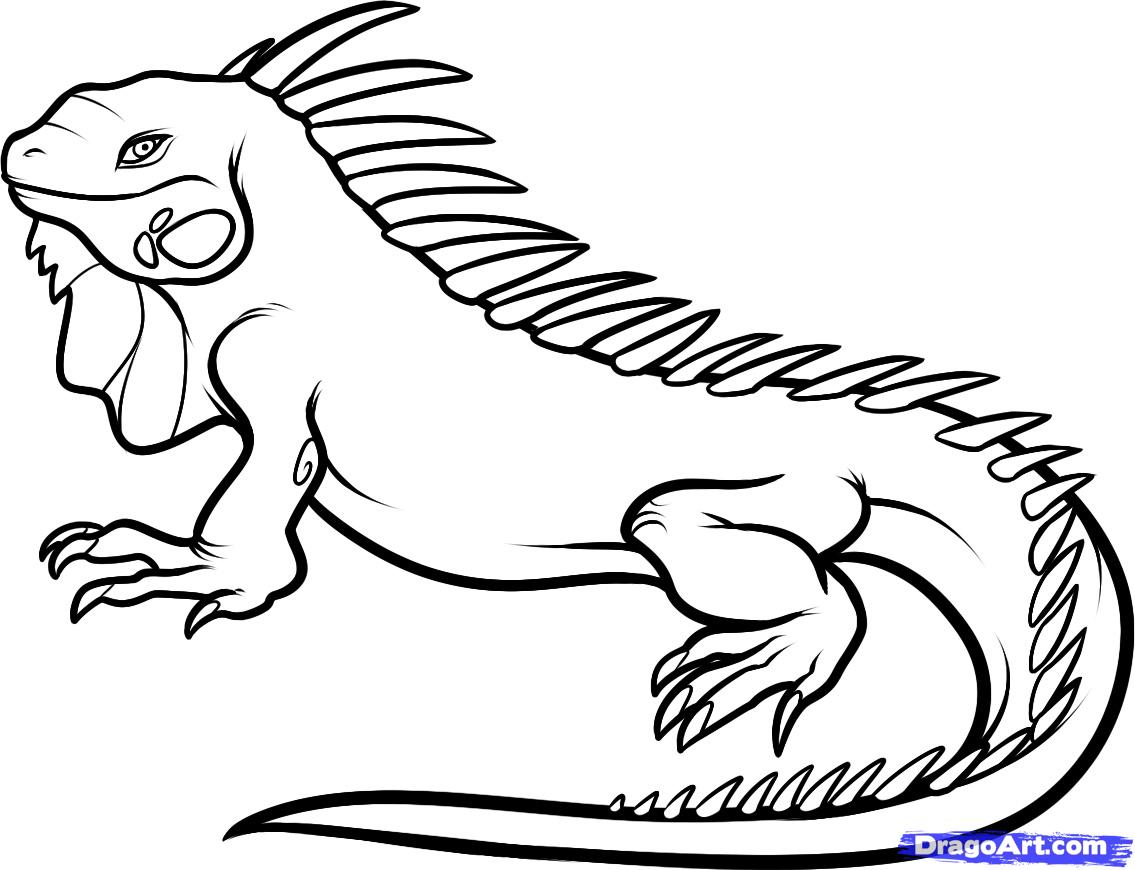 Galapagos Land Iguana coloring #12, Download drawings