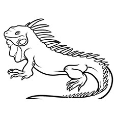 Iguana coloring #19, Download drawings