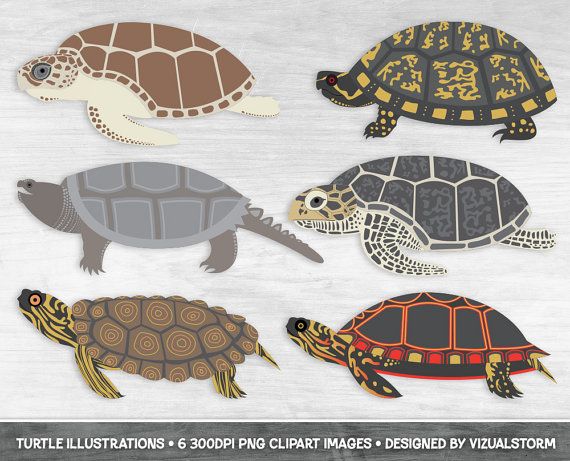 Gal#U00e1pagos Tortoise clipart #5, Download drawings