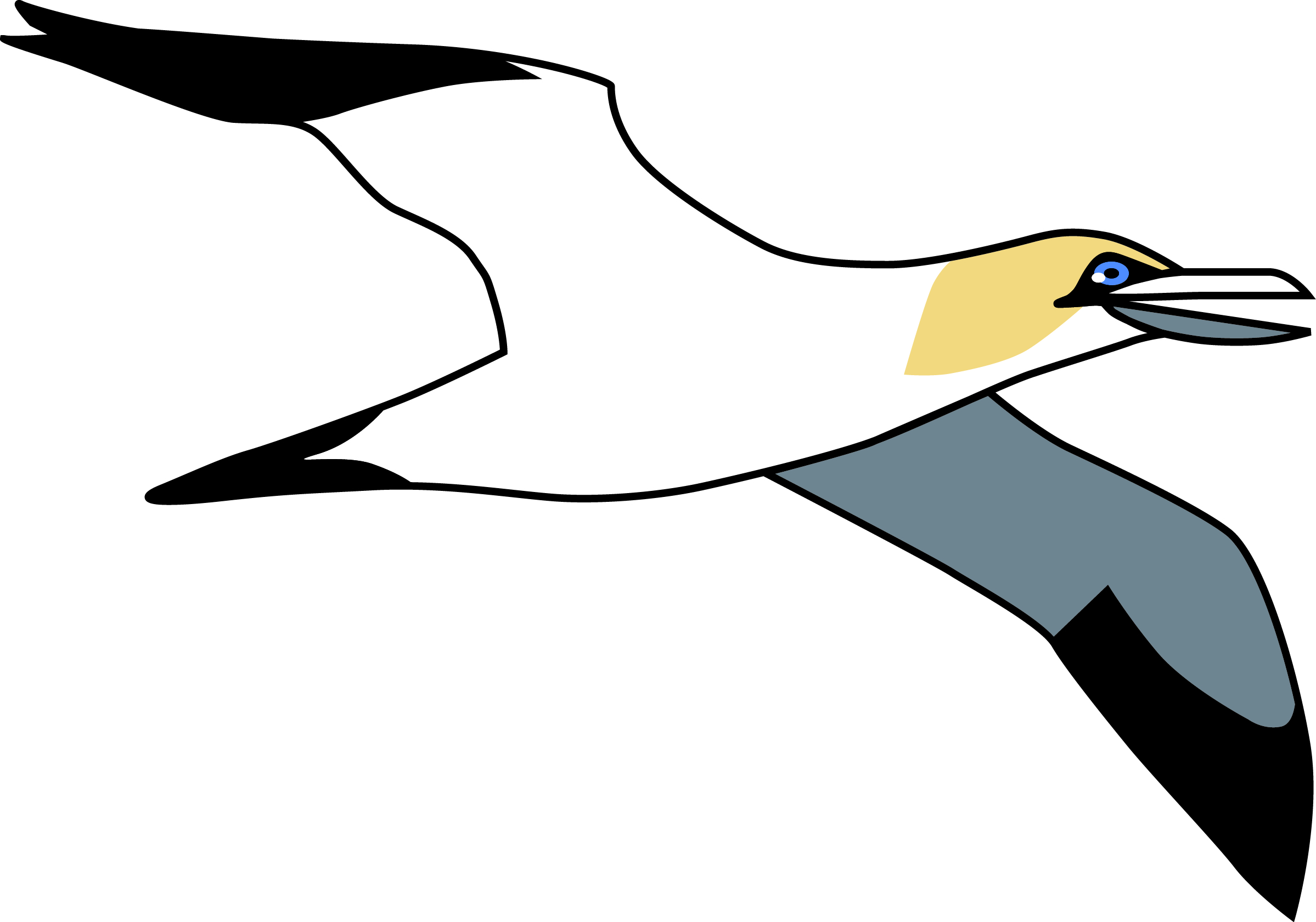 Gannet clipart #16, Download drawings