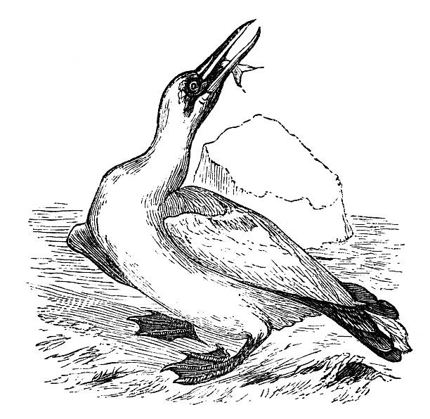 Gannet clipart #9, Download drawings