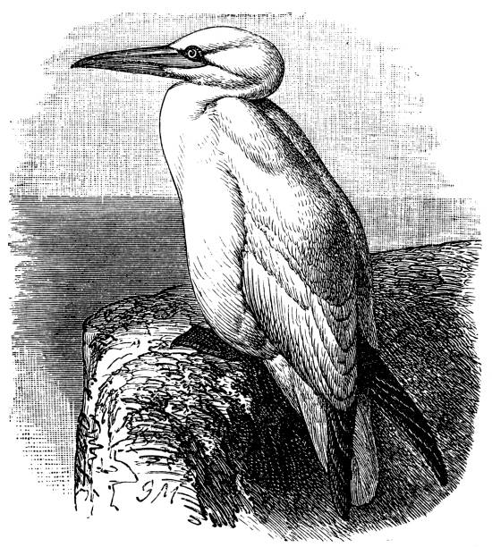 Gannet clipart #6, Download drawings