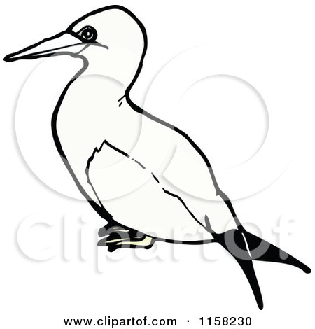 Gannet clipart #18, Download drawings