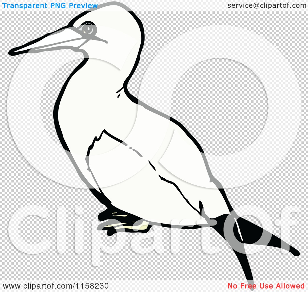 Gannet clipart #12, Download drawings