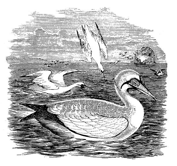 Gannets clipart #7, Download drawings