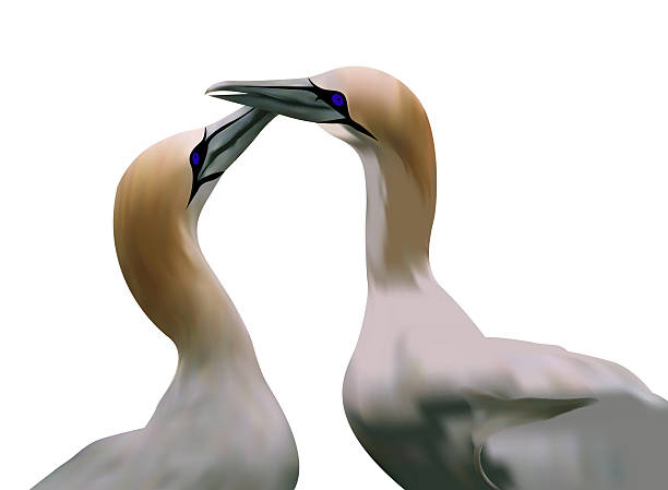 Gannets clipart #4, Download drawings