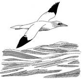 Gannets clipart #17, Download drawings