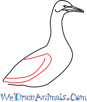 Gannets coloring #15, Download drawings