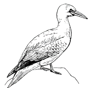 Gannets coloring #5, Download drawings