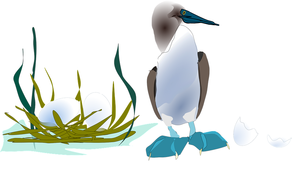 Gannets svg #1, Download drawings